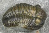 Flying Hollardops Trilobite With Gerastos - Multi-Toned Shell #384186-7